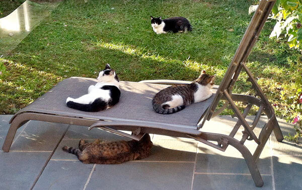 Astoria cats go missing