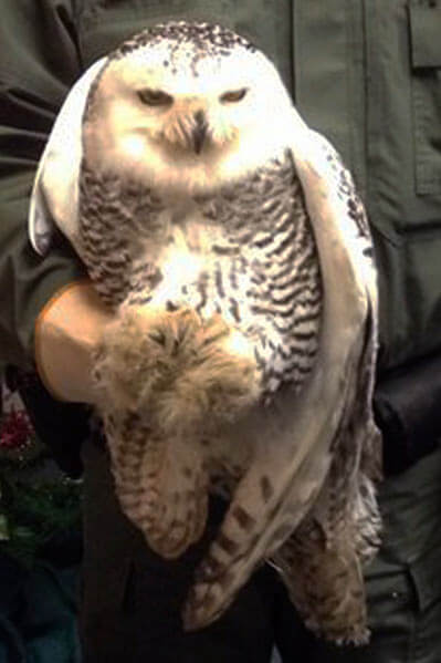 Owl advocates sue over JFK bird plan