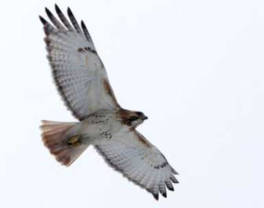 Birds counted at Queens Botanical Garden