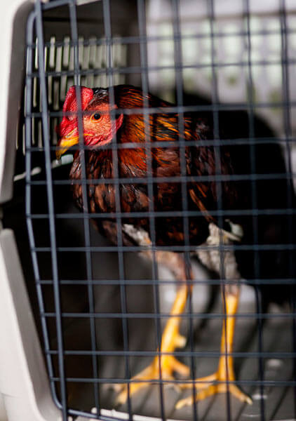 Cockfighting ring busted