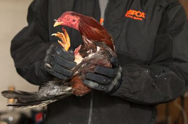 Authorities bust cockfighting ring in Woodhaven: AG