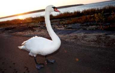 Swan Song
