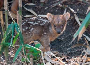 Julie Larsen Maher 9195_Southern Pudu Fawn_QZ_05 01 14