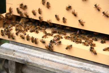 BEE-Picture2