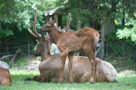 elk