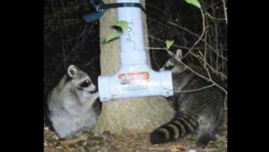 raccoon