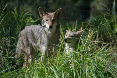 Julie Larsen Maher_4313_Coyotes_QZ_10 06 14