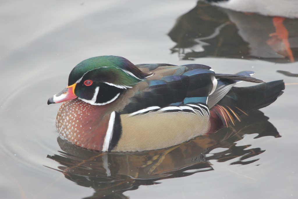 A wood duck floats around in Oakland Lake Park