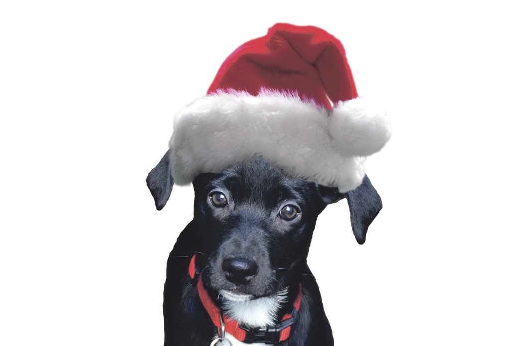 dog holiday