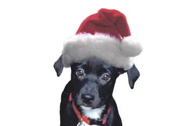 dog holiday