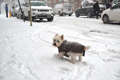 Dog 3