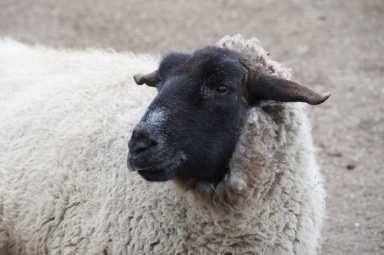 Julie Larsen Maher 6154 Suffolk Sheep DA QZ 03 26 13