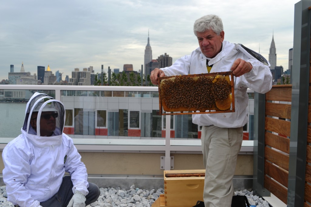 Bee hive