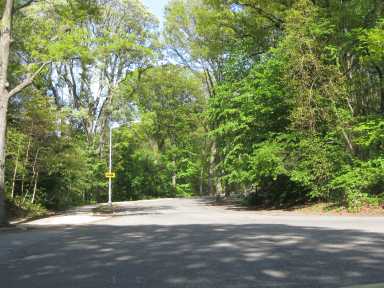 Memorial Trees 1