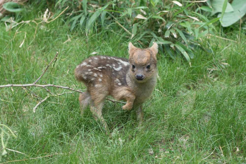 Julie Larsen Maher_9604_Southern Pudu_QZ_05 27 15
