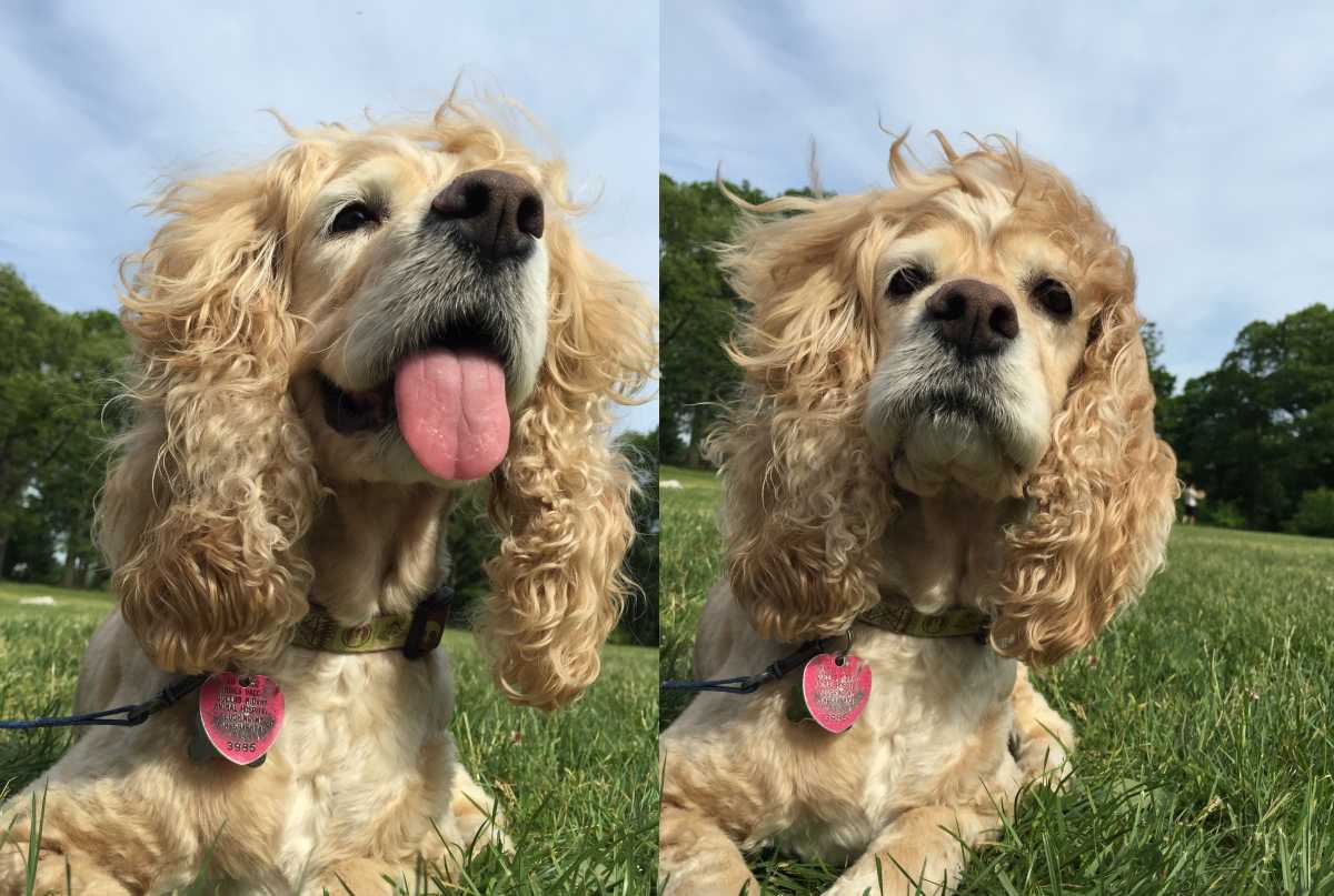 dog combo