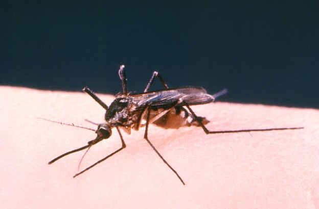 west-nile-624×410