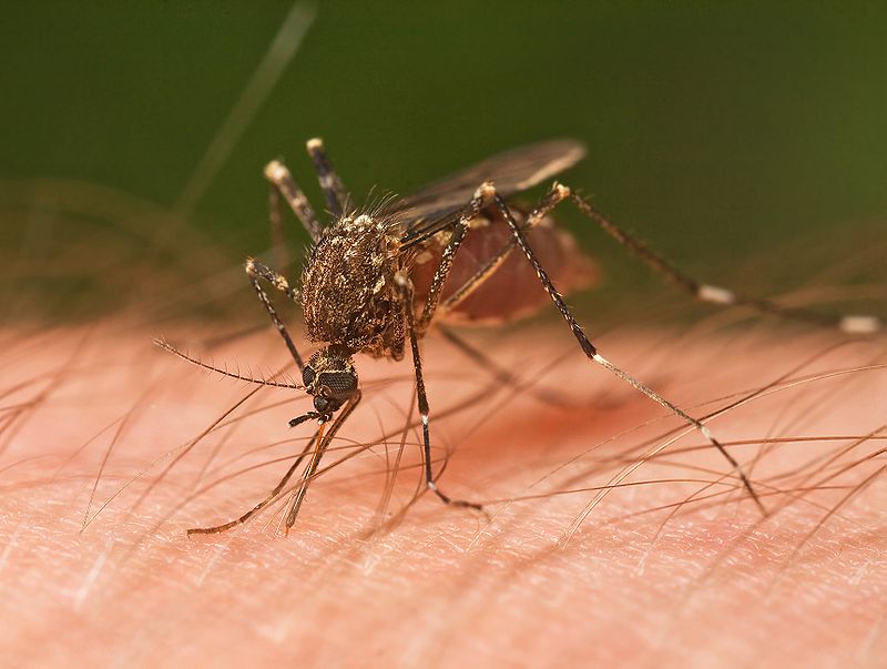 800px-Mosquito_crop