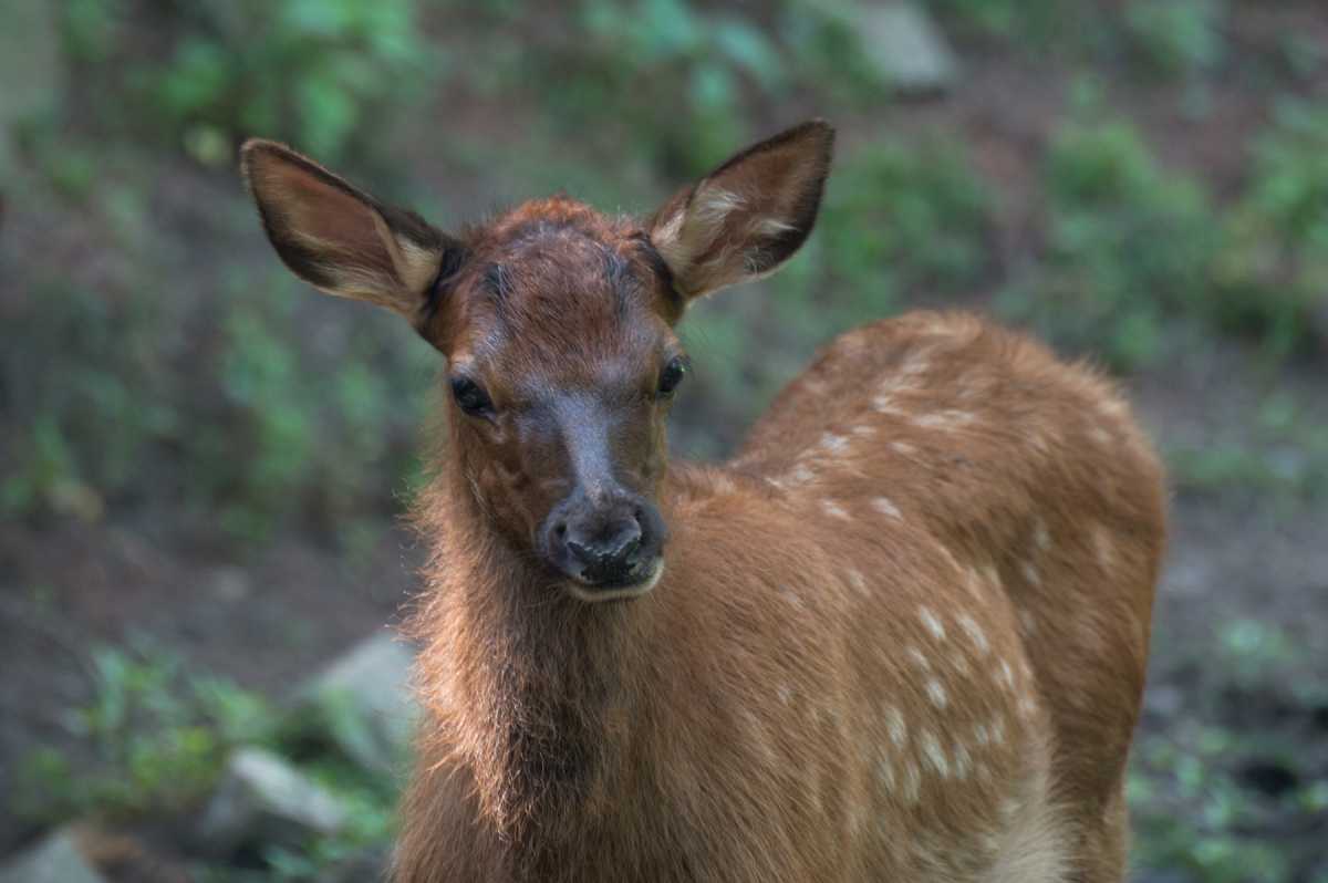 Julie Larsen Maher_9102_Roosevelt Elk and Calf_QZ_07 27 15