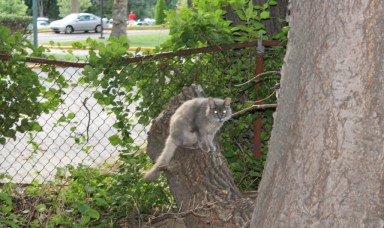 One of the feral cats who frequent the colony at Cunningham Park.