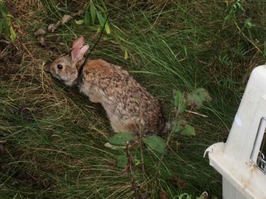 A New England cottontail rabbit.