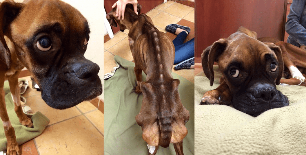 The owner of this boxer dog was charged with animal cruelty for not supplying it with sustenance.
