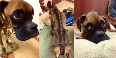 The owner of this boxer dog was charged with animal cruelty for not supplying it with sustenance.