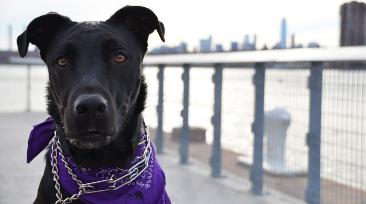 Long Island City-based photographer Dennis Martinez captures the dogs of Long Island City on his Instagram account.