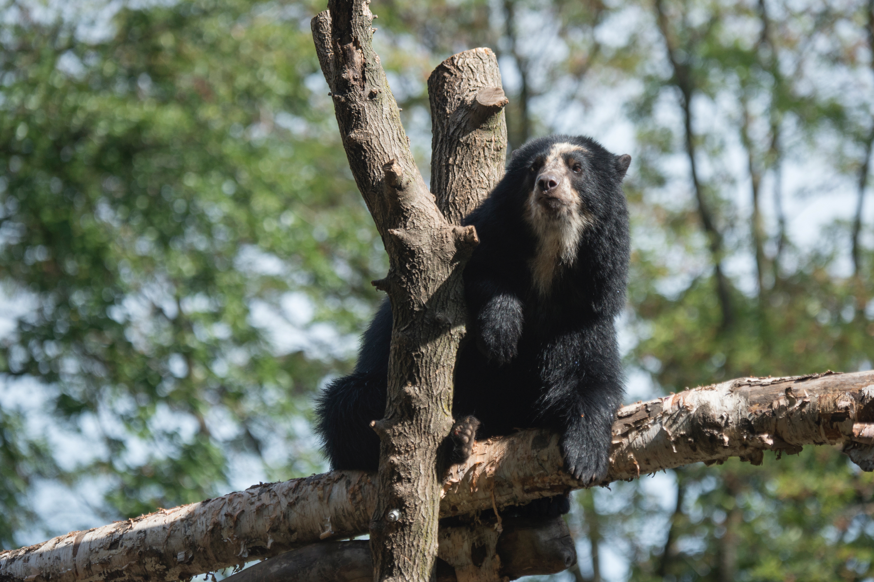The Queens Zoo has welcomed a new female Andean bear, named Nicole (pictured), to its family.