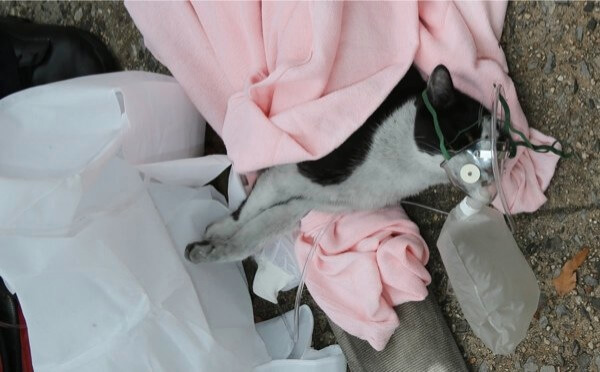 Feline heroics earn 104th Precinct national award