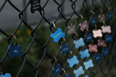 Memorial tags for SUDS dogs in Lou Lodati Park in Sunnyside.