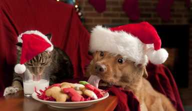 dog and cat xmas EDIT