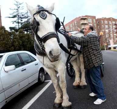 Mayor to change horse carriage plans