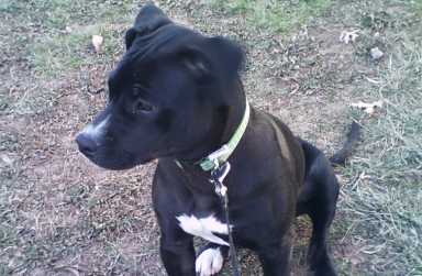 Detectives rescued a pit bull puppy, similar to the one pictured above, from the apartment of Jamaica man who allegedly abused the animal repeatedly over a six-week period.