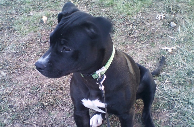 Detectives rescued a pit bull puppy, similar to the one pictured above, from the apartment of Jamaica man who allegedly abused the animal repeatedly over a six-week period.