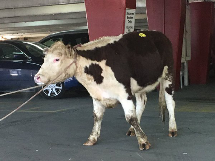 A loose cow caught in a Jamaica parking garage Thursday afternoon.