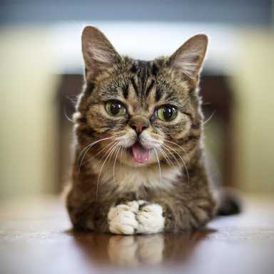 Lil BUB pawstogether_Mike_Bridavsky