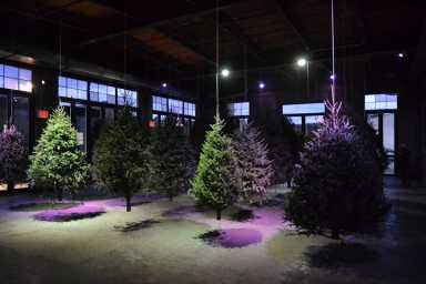 Suspended Forest web