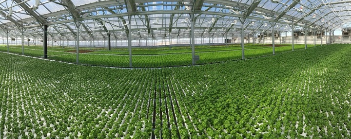 Gotham Greens Greenhouse Opens Today - Rhode Island Monthly