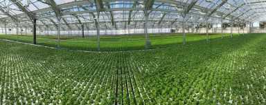 Basil-Panoramic-1024×408