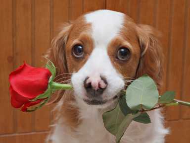 PuppyRoseHC1602_M_150_C_R