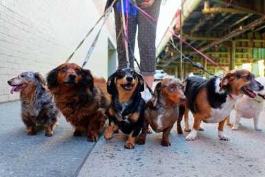 dogs for LIC story shutterstock