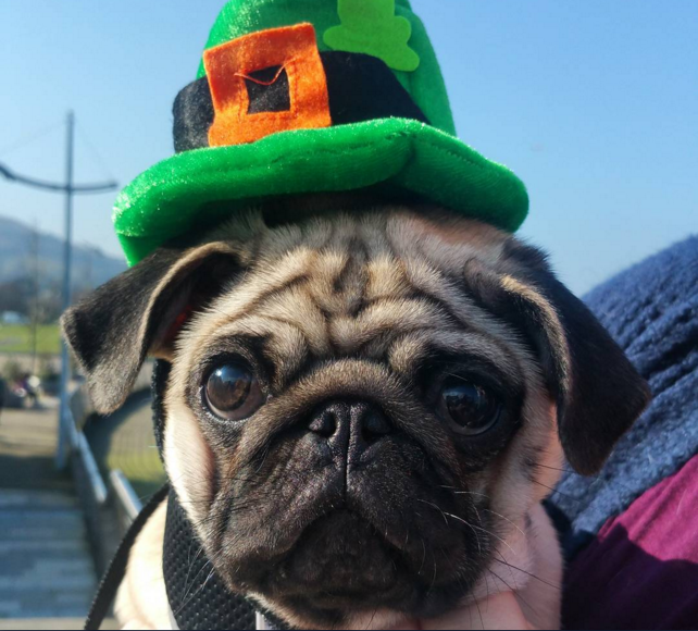 pug st paddy