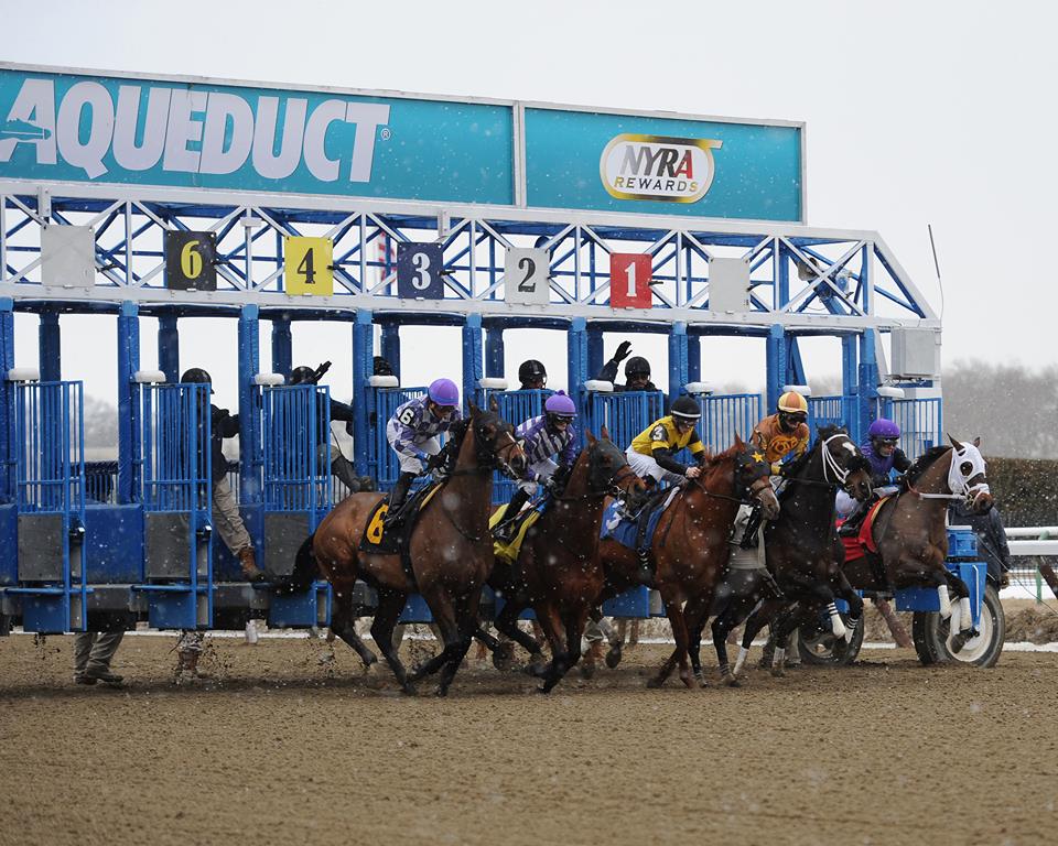 The horses at Aqueduct Racetrack in Ozone Park.