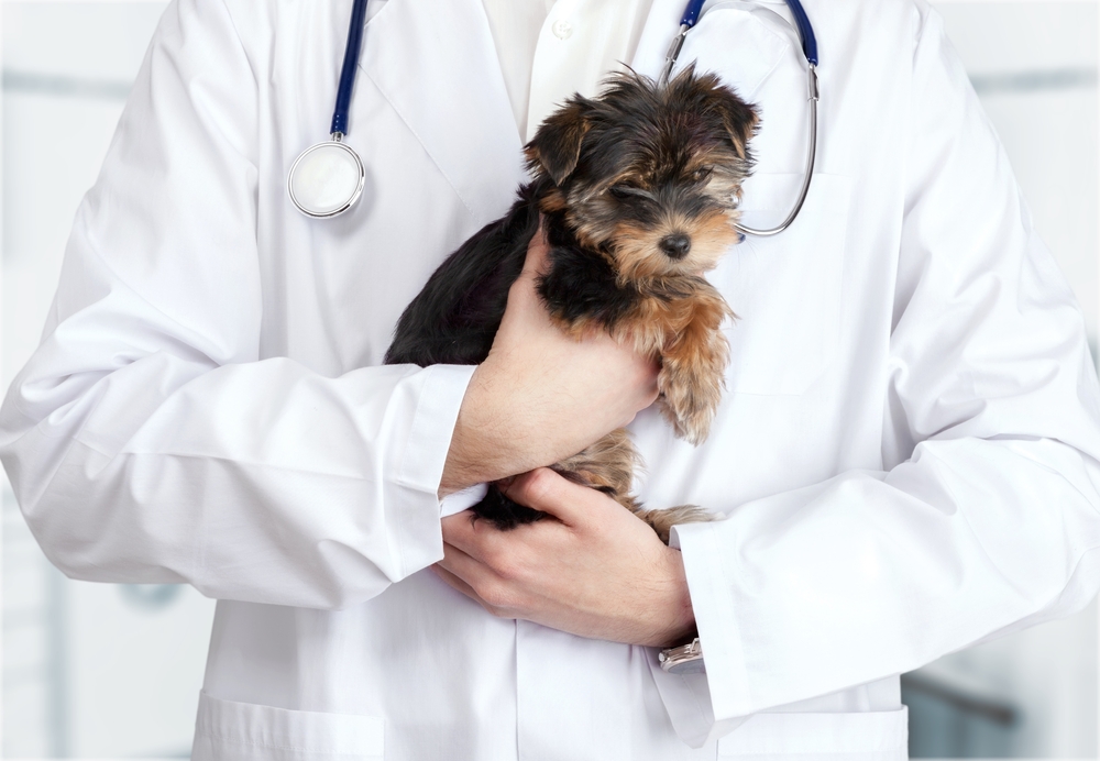 Queens Pet Owners Blast New Nyc Law That Rushes The Spay And Photo Shutterstock