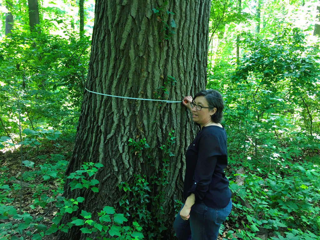 CUNNINGHAM PARK TREE_lzn