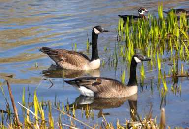 shutterstock_geese