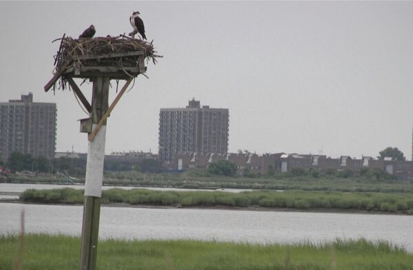 Jamaica Bay looks primed for a greener, cleaner future