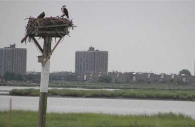 Jamaica Bay looks primed for a greener, cleaner future
