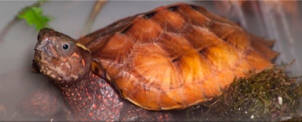 Oakland Gardens man caught smuggling turtles: Feds